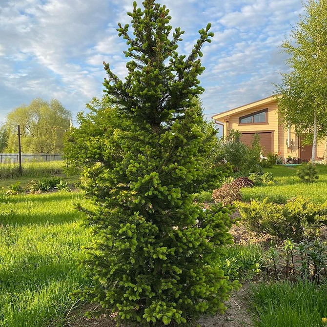 Приклад використання ялини в дизайні альпійської гірки на ділянці у 2024 році.