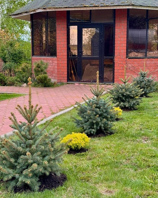 Вибір місця для посадки ялинки з урахуванням освітлення та типу грунту на ділянці.