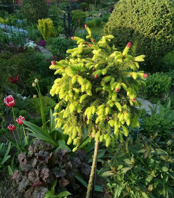 Оптимальні сорти ялинок для ландшафтного дизайну невеликої ділянки 2026.