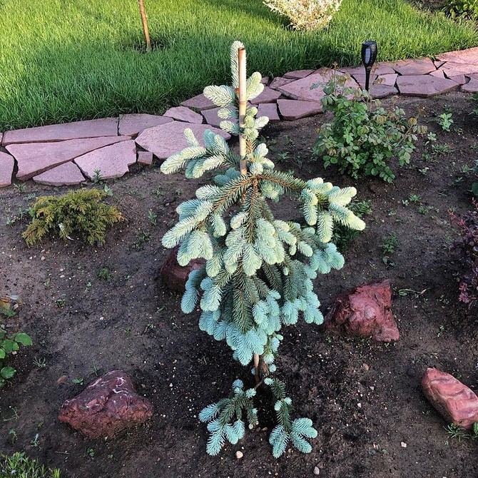 Ялинки в ландшафтному дизайні: догляд та особливості посадки у 2026 році.