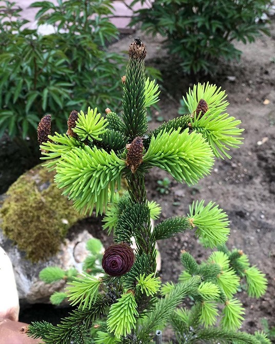 Ялинки для ландшафтного дизайну: як створити гармонійний сад у 2026 році.