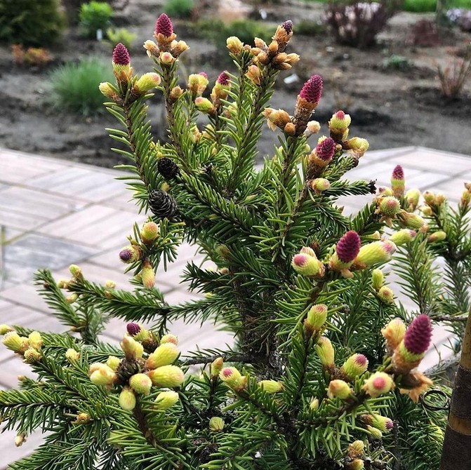 Особливості вирощування різних сортів ялинок у ландшафтному дизайні 2026.