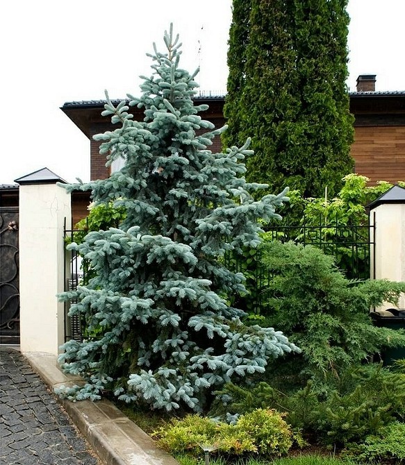 Хвойні дерева в ландшафтному дизайні: ідеальне місце для ялинки на вашій ділянці.