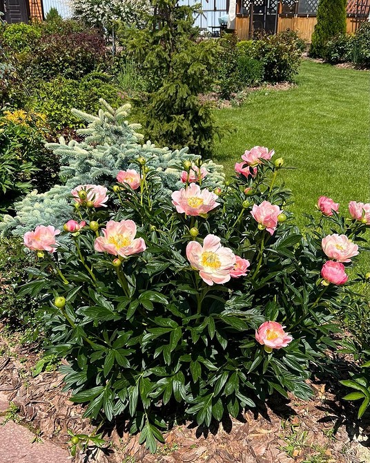 Вирощування ялини на ділянці: полив, підживлення та захист від шкідників.