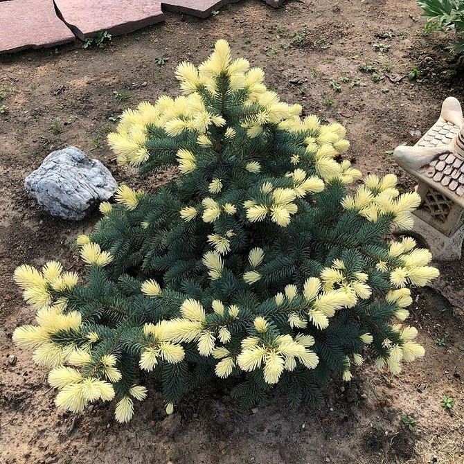 Ялинки в ландшафтному дизайні: найкращі сорти для вашого саду у 2026 році