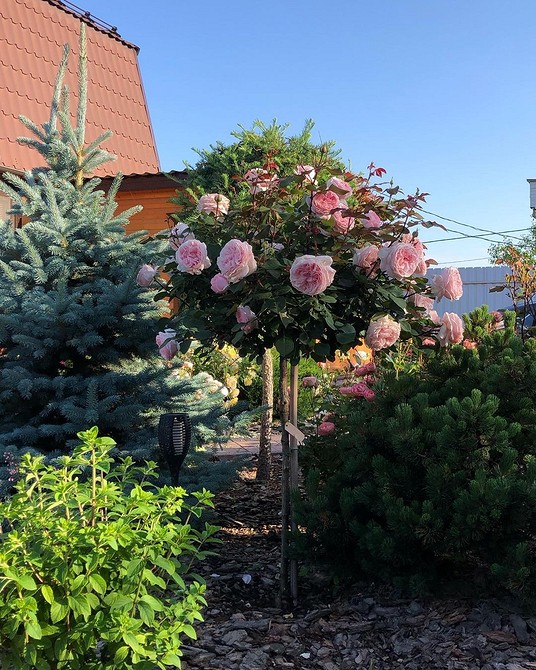 Поєднання ялини з іншими рослинами в ландшафтному дизайні: приклади та поради.