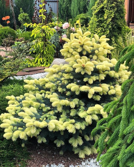 Карликові ялинки в ландшафтному дизайні: ідеальний вибір для малих ділянок 2026