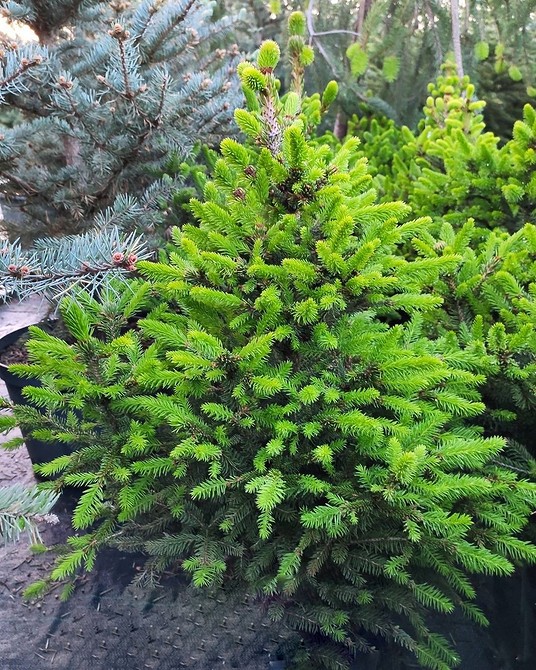 Різноманітні сорти ялинок для ландшафтного дизайну у 2026 році.