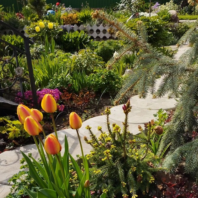 Хвойні рослини для маленької ділянки: компактні сорти ялинок в ландшафтному дизайні.