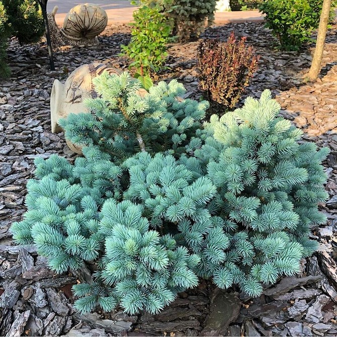 Догляд за ялинками в ландшафтному дизайні: поради по вирощуванню у 2026 році