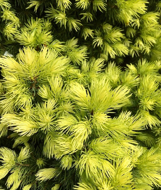 Ялинки в ландшафтному дизайні: поєднання з іншими рослинами у 2026 році