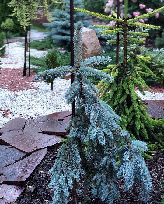 Варіанти посадки ялинки для створення живої огорожі на вашій ділянці, ландшафтний дизайн.