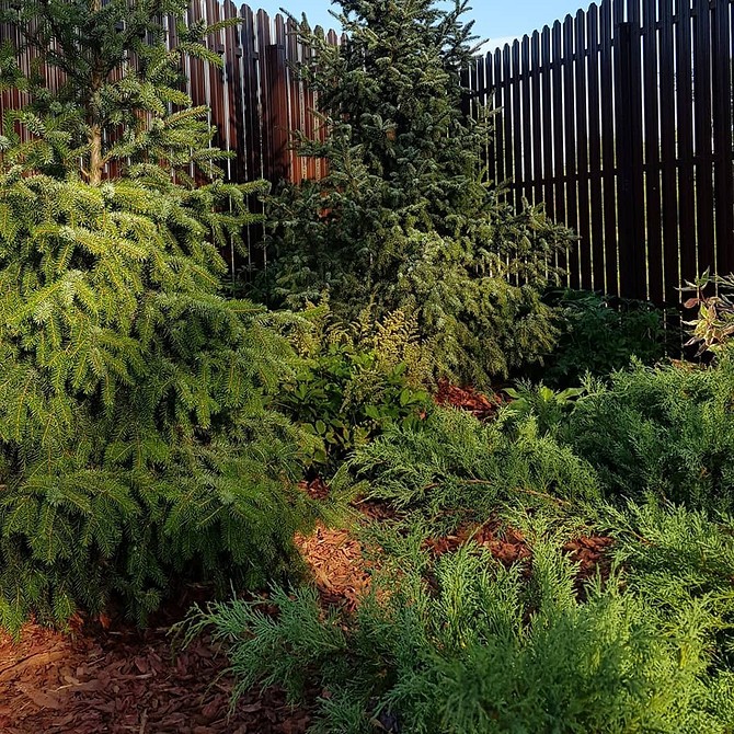 Посадка ялинки біля будинку: переваги та недоліки, вибір сорту для ландшафтного дизайну.