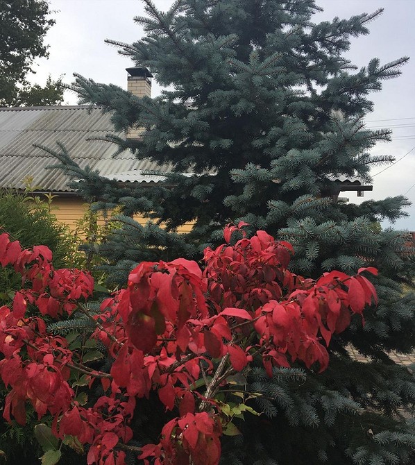 Приклад використання ялини в ландшафтному дизайні: гармонія з іншими рослинами та елементами.