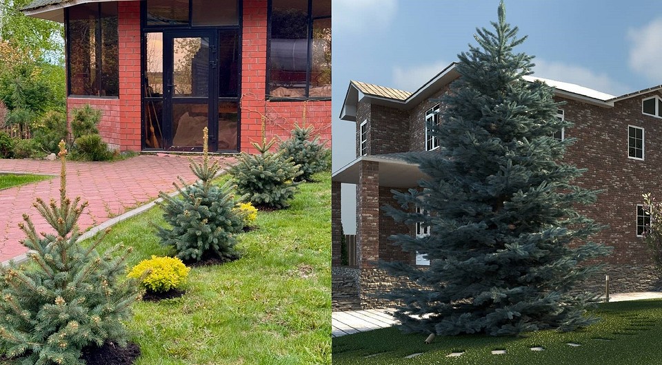 Ялина на ділянці: чудовий вибір для ландшафтного дизайну, вічнозелений захист від шуму.
