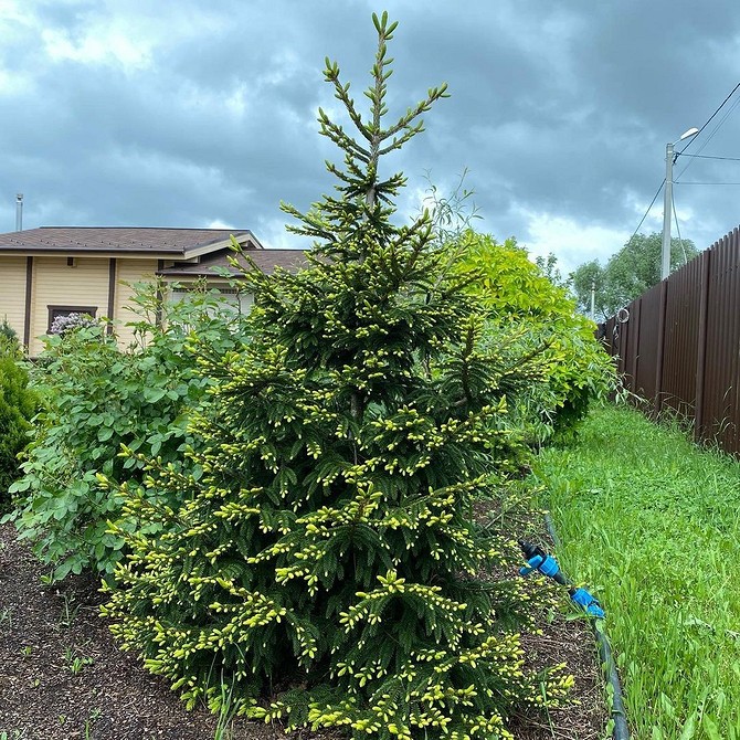 Ялинки в ландшафтному дизайні: карликові сорти для малих ділянок 2026.