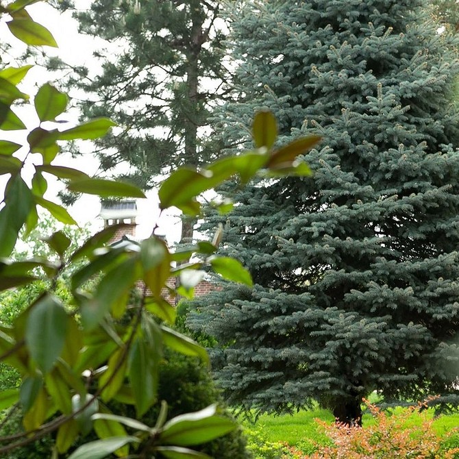 Швидкорослі ялинки для ландшафтного дизайну 2026: швидке озеленення вашого саду