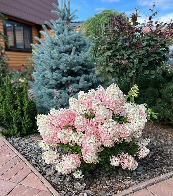 Ландшафтний дизайн з ялинами: варіанти оформлення саду та присадибної ділянки.