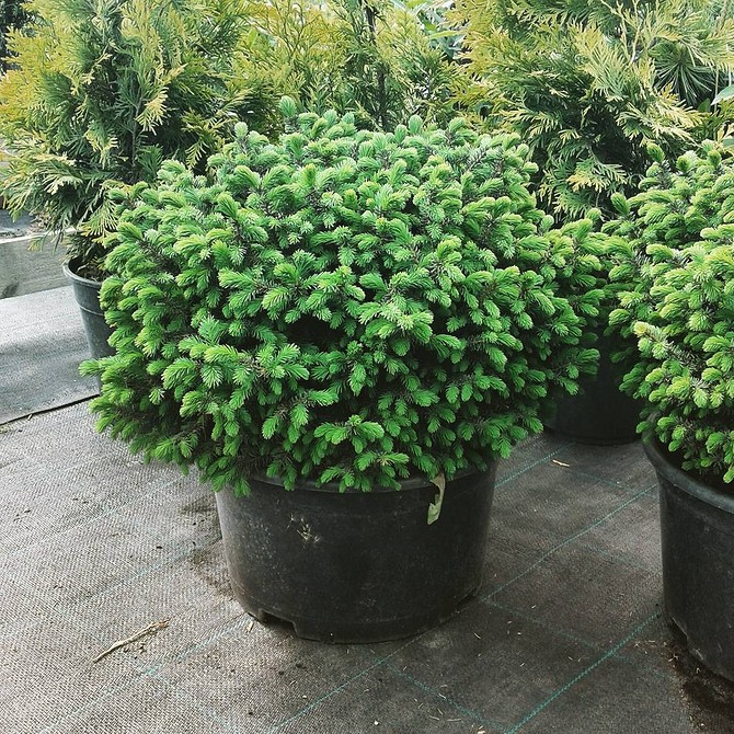 Ялинка в ландшафтному дизайні: вибір сорту для саду у 2026 році.