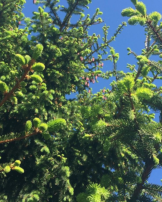 Ялинки різних сортів в ландшафтному дизайні: вибір для будь-якого стилю саду 2026