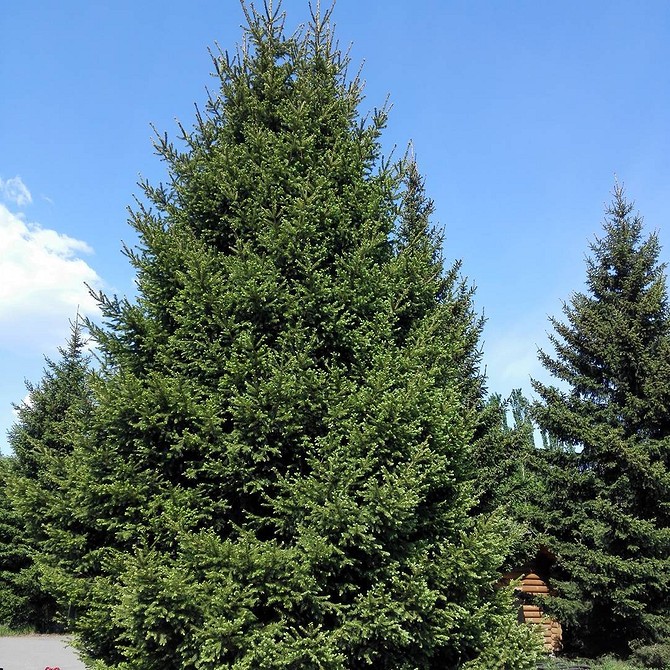 Декоративні ялинки в ландшафтному дизайні: стильний акцент у вашому саду 2026