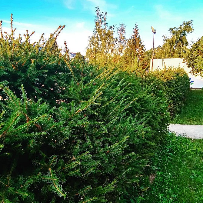 Створення альпійської гірки з ялинкою: ландшафтний дизайн з хвойними рослинами та каменями.