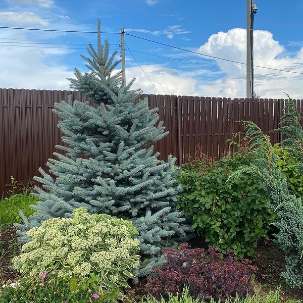 Сад з ялиною сербською: елегантний та невибагливий хвойний акцент у вашому дворі.
