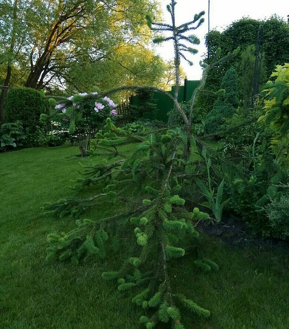 Ялинки в садовому дизайні: варіанти використання та вибір сорту 2026.