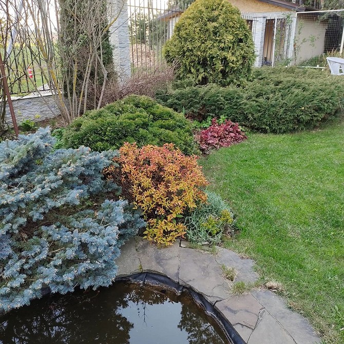 Ялина в альпійській гірці: створення гармонійного ландшафту з хвойними рослинами.