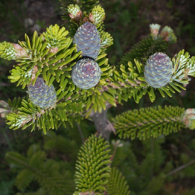 Ландшафтний дизайн з ялинками: ідеї для створення унікального саду у 2026 році