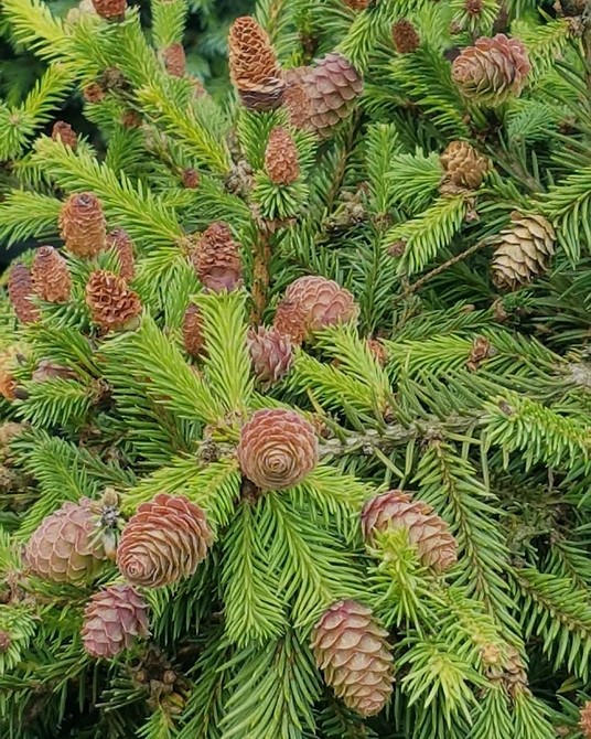 Вибір ялинки для ландшафтного дизайну: швидкорослі та карликові сорти 2026.