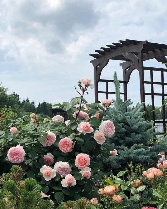 Ялина взимку: як захистити хвойне дерево від снігу та морозу на ділянці.