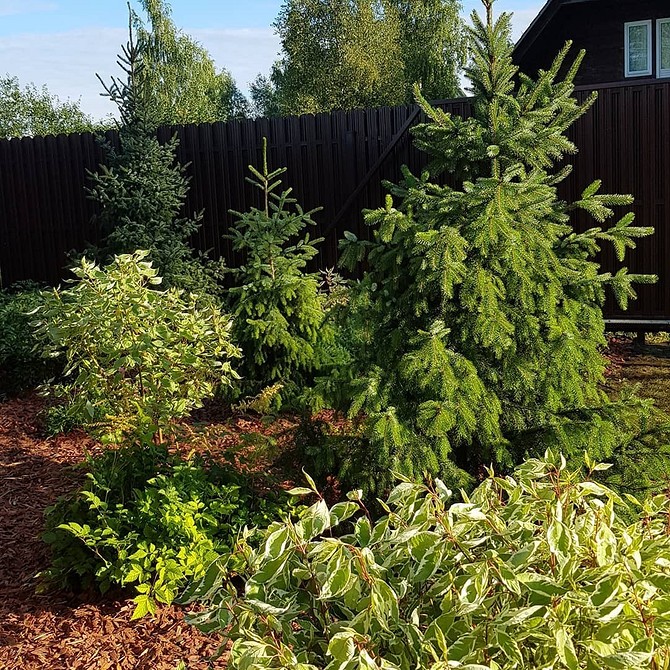 Ялинки для малих ділянок: ідеальний вибір для ландшафтного дизайну 2026.