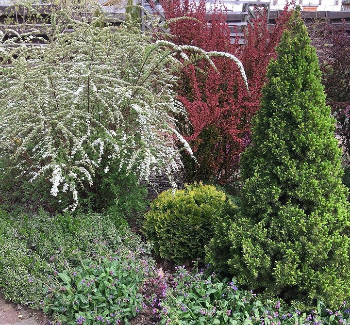 Невибагливі хвойні рослини в ландшафтному дизайні: ялина як центральний елемент саду.