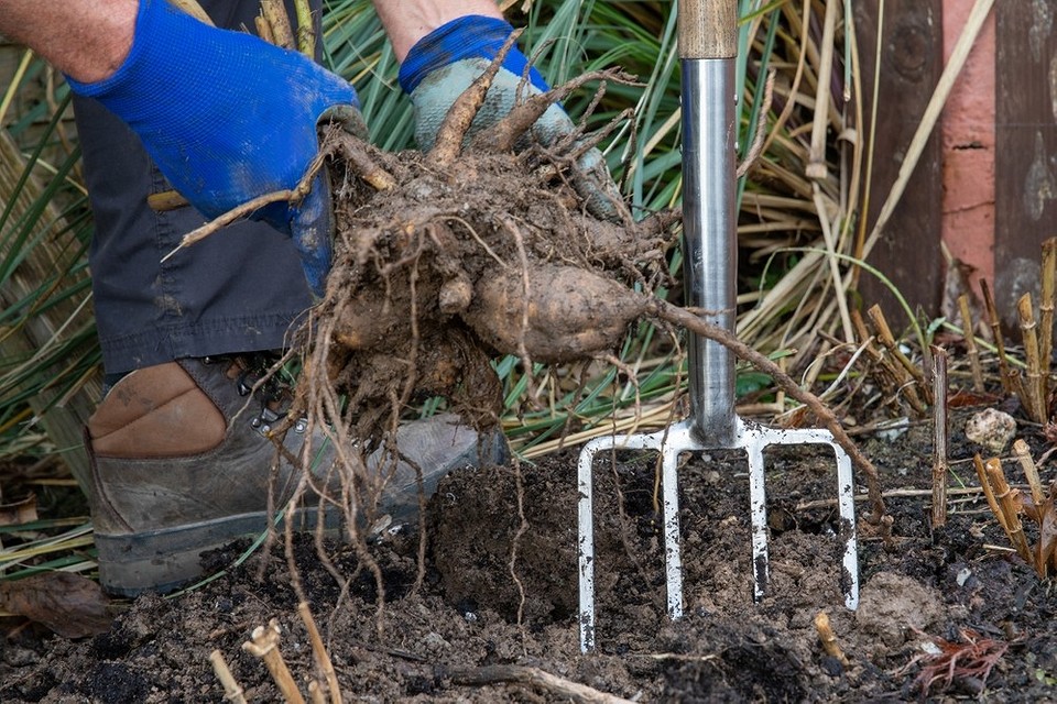 Клубні жоржин після викопування: готові до обробки та зберігання в прохолодному місці.