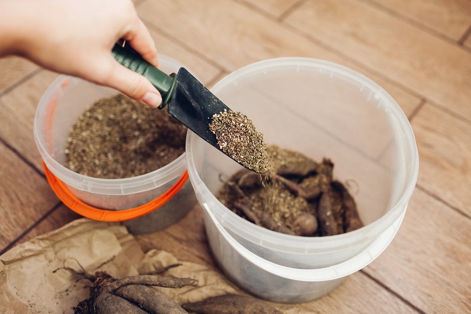 Жоржини готові до зимівлі: правильно підготовлені клубні, які забезпечать пишне цвітіння у 2027 році.