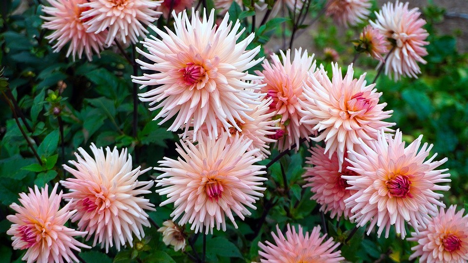 Зберігання жоржин взимку 2026: як правильно викопати та захистити клубні від пошкоджень.