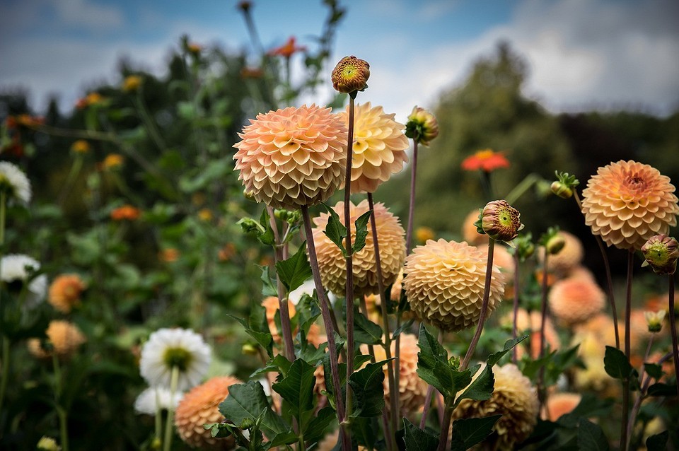 Захист жоржин від гниття: обробка клубнів фунгіцидами перед зберіганням взимку.