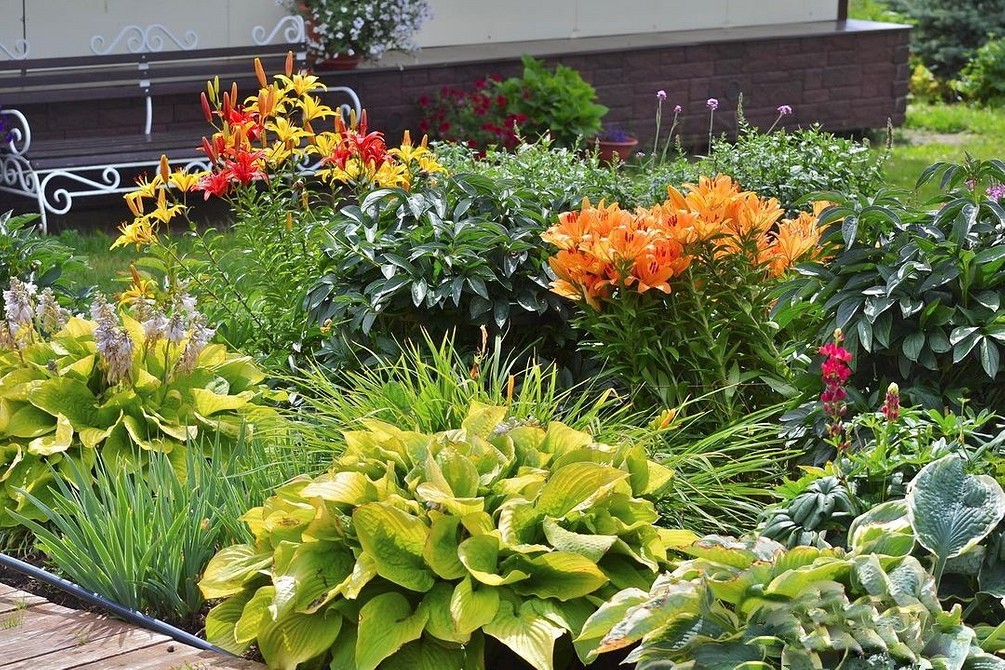 Хости в саду 2026: догляд та вирощування тіньовитривалих сортів.