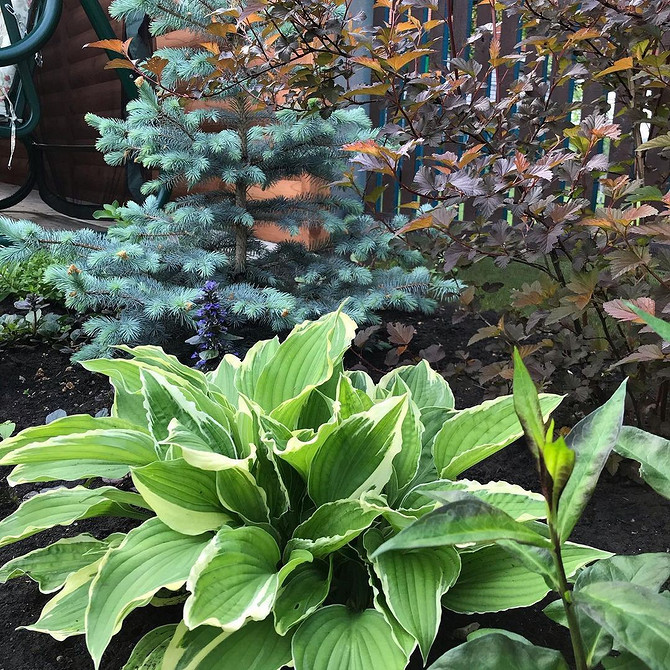 Ефективний захист хост від слимаків: поради для догляду в 2026 році