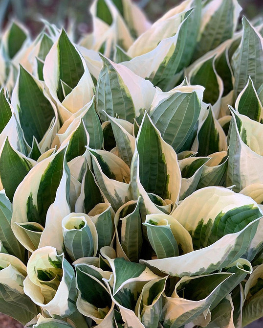 Хости в ландшафтному дизайні: 4 варіанти розміщення та їх переваги в 2026.