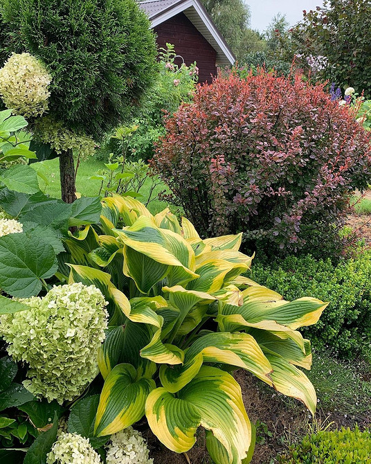 Тіньовитривалі рослини 2026: хости для створення затишного куточка в саду.