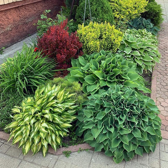 Великі хости для ландшафту 2026: вражаючі рослини для вашого саду.