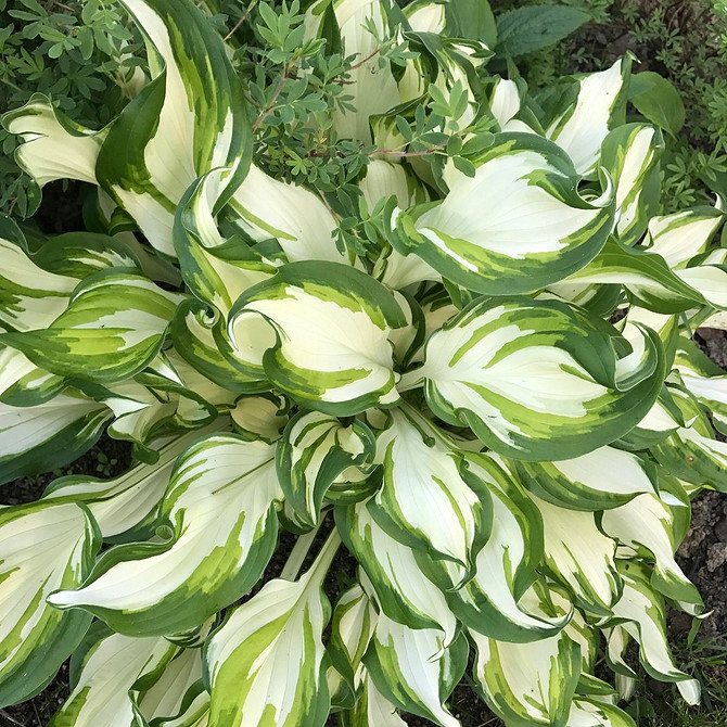 Хоста в ландшафтному дизайні: ідеї для розміщення та гармонійні поєднання рослин у саду.