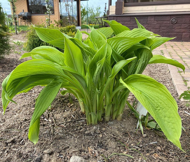 Варіанти розміщення хост у ландшафтному дизайні: тіньовитривалі рослини для альпійської гірки 2026.
