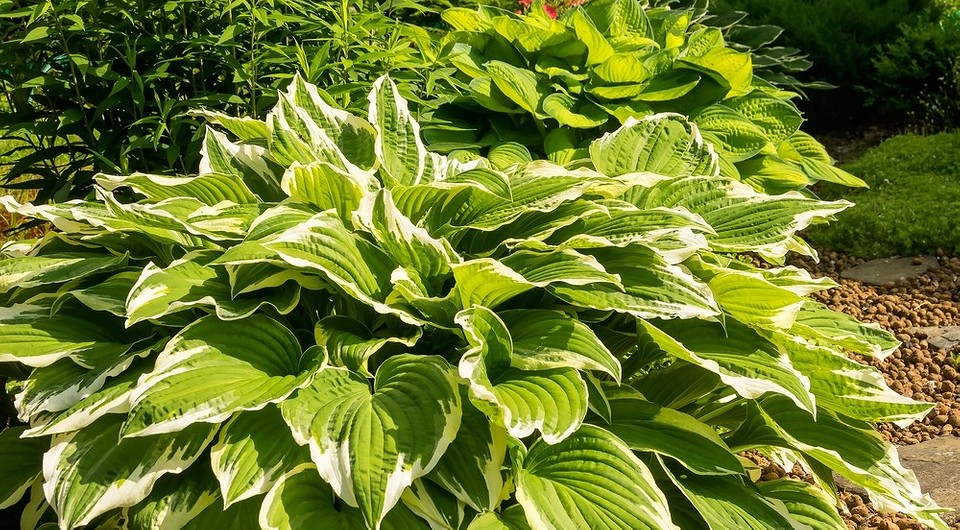 Хости в ландшафтному дизайні: ідеї розміщення, вдалі поєднання з тіньовитривалими рослинами.