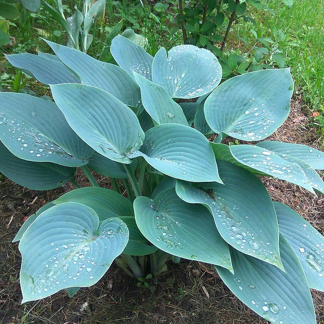 Використання хост у ландшафтному дизайні: фото ідеї для натхнення в 2026 році.