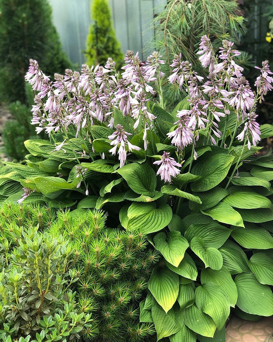 Хости в ландшафтному дизайні: створення затишного куточка з тіньовитривалими рослинами.