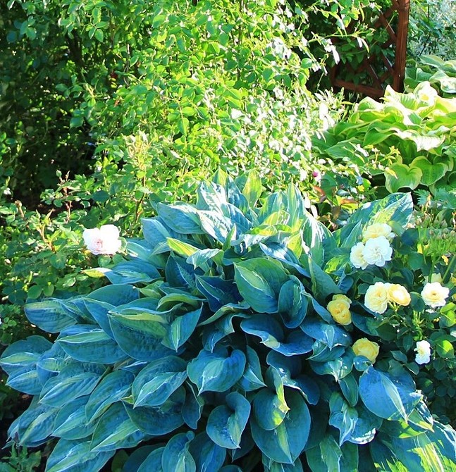 Альпійська гірка в тіні 2026: використовуйте хости для декорування простору.