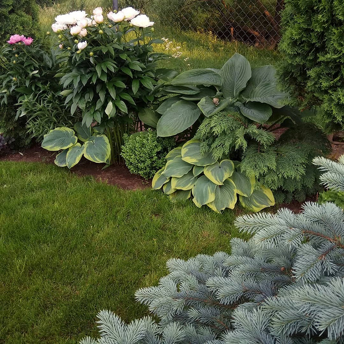 Хости в ландшафтному дизайні: ідеї для саду в тіні, догляд 2026